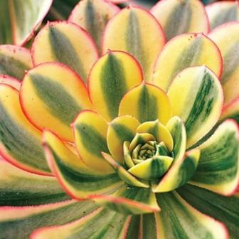 Aeonium Sunburst