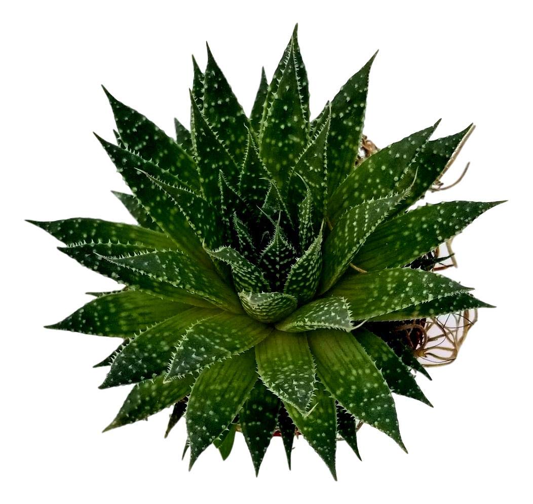 Aloe aristata Lace Aloe