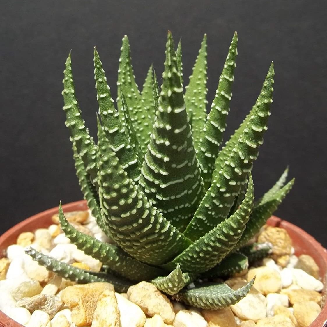 Haworthia attenuata