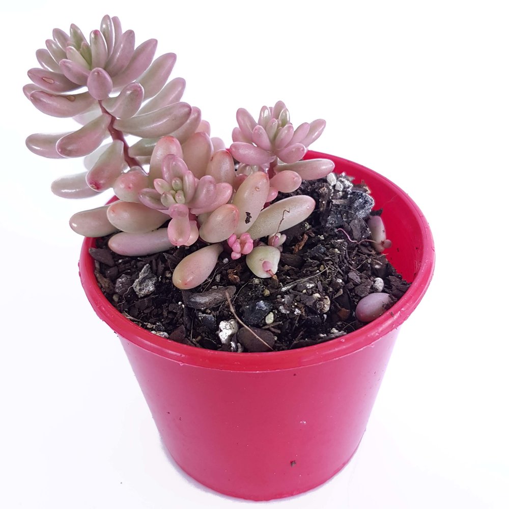 Sedum rubrotinctum Jelly Bean