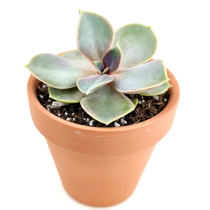 Echeveria Perle von Nurnberg