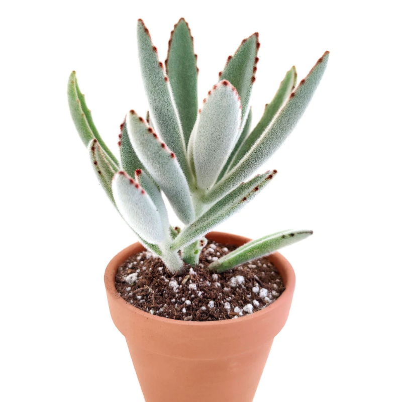 Kalanchoe tomentosa Panda Plant