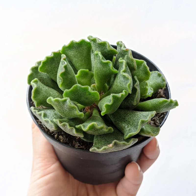 Adromischus cristatus Crinkle-Leaf Plant