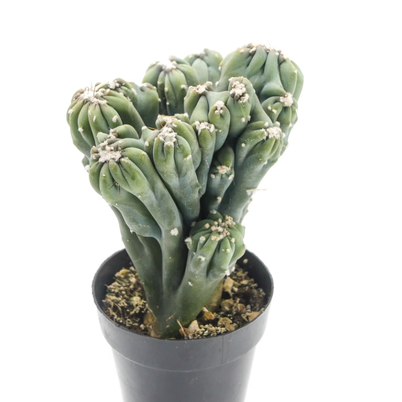 Cereus forbesii monstrose Ming Thing