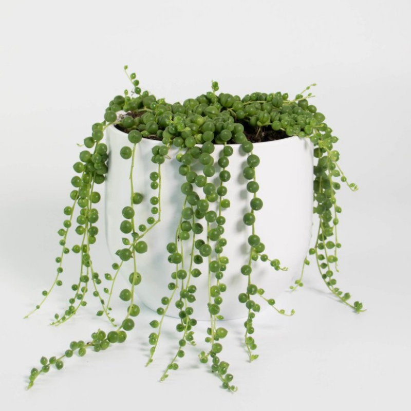 Senecio rowleyanus String of Pearls