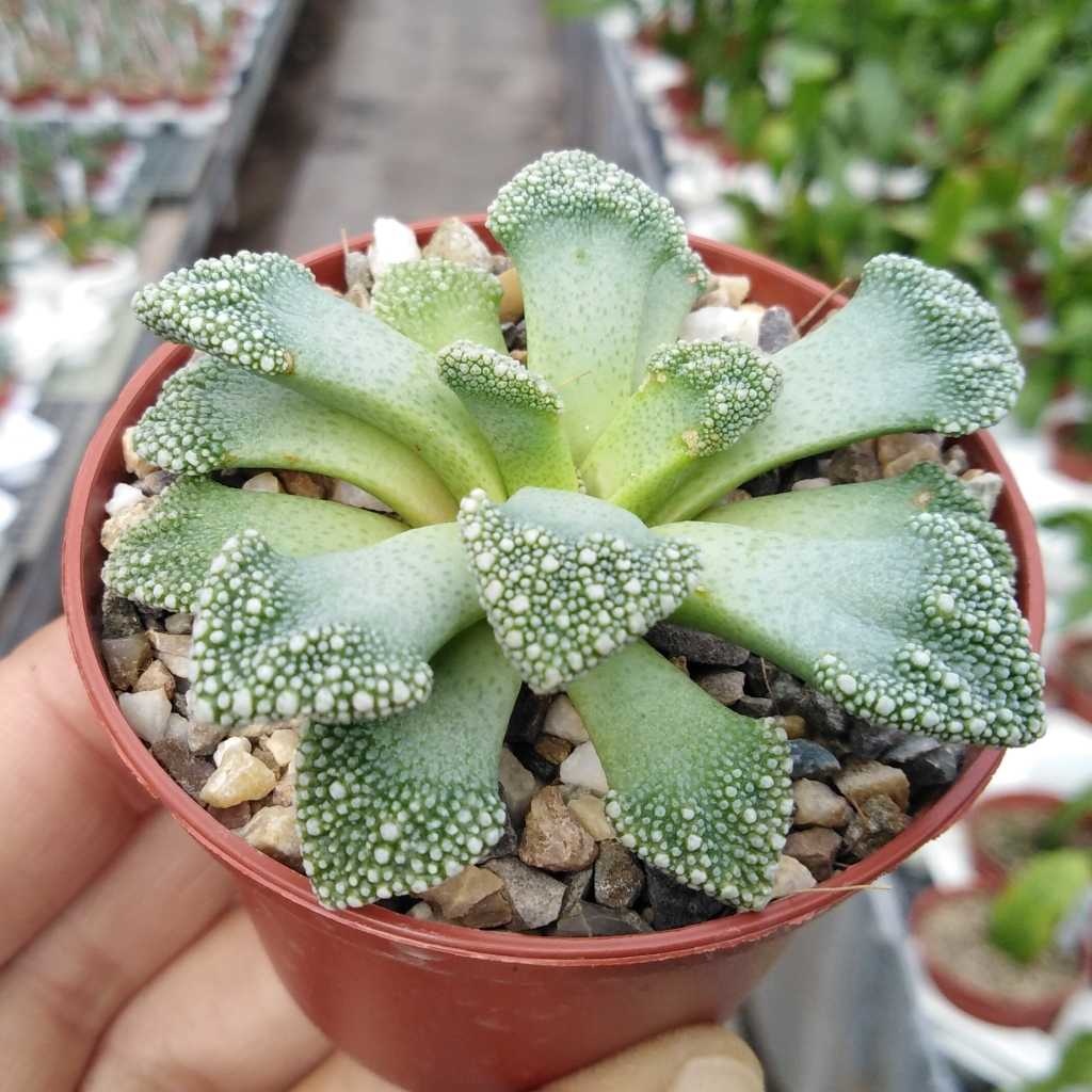 Titanopsis calcarea Concrete Leaf